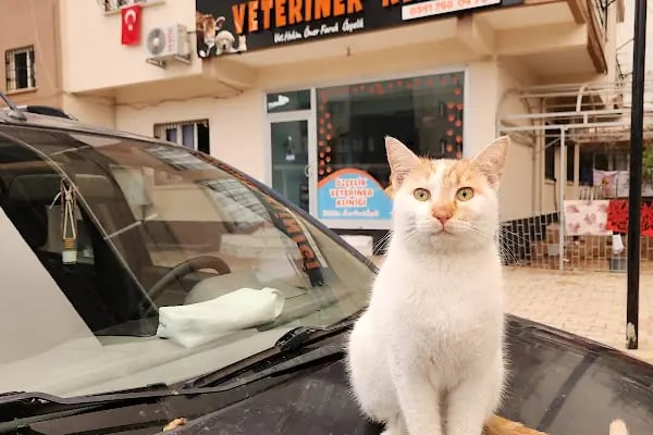 Özçelik Veteriner Kliniği - Resim 14
