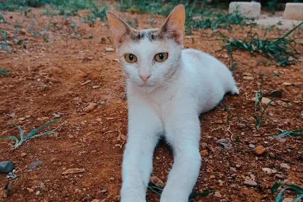 Özçelik Veteriner Kliniği - Resim 10
