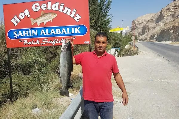 ŞAHİN ALABALIK - Resim 7