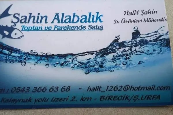 ŞAHİN ALABALIK - Resim 14