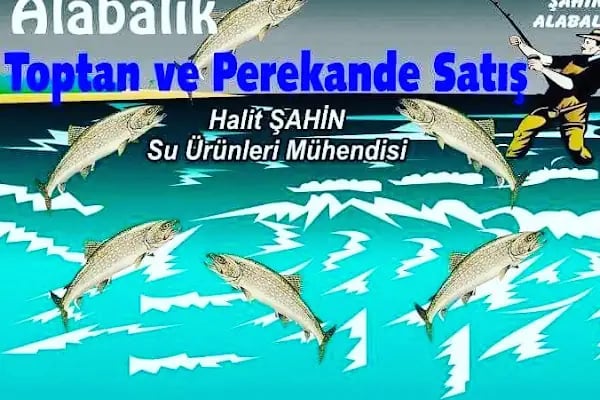 ŞAHİN ALABALIK - Resim 11