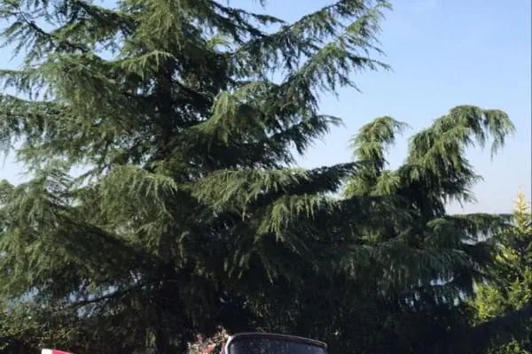 Classic Cars - Resim 17