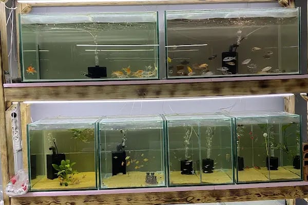 Elif Petshop - Resim 16
