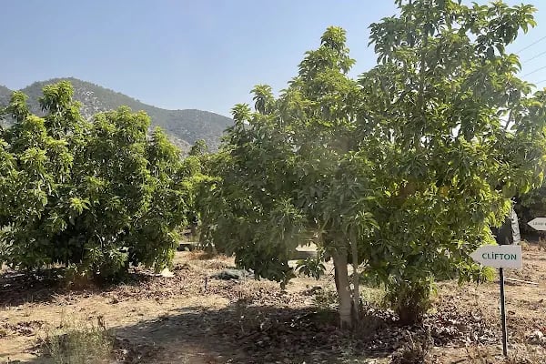 PortakalBahçem - Resim 15