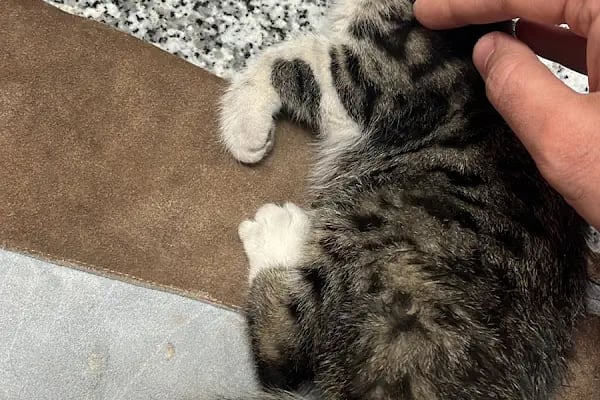 PET 312 VETERİNER POLİKLİNİĞİ 100.YIL - Resim 7