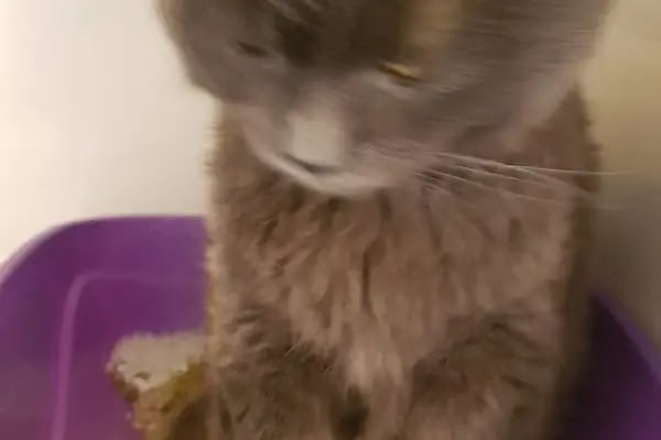 PET 312 VETERİNER POLİKLİNİĞİ 100.YIL - Resim 11