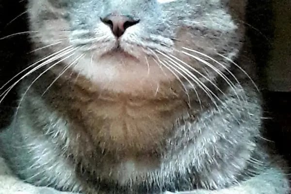 PET 312 VETERİNER POLİKLİNİĞİ 100.YIL - Resim 5