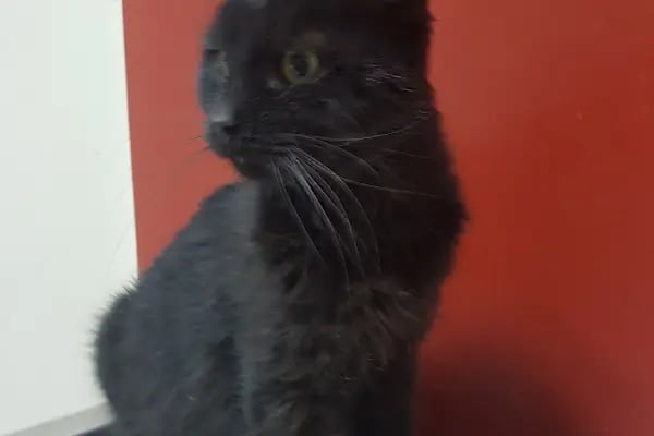 PET 312 VETERİNER POLİKLİNİĞİ 100.YIL - Resim 18