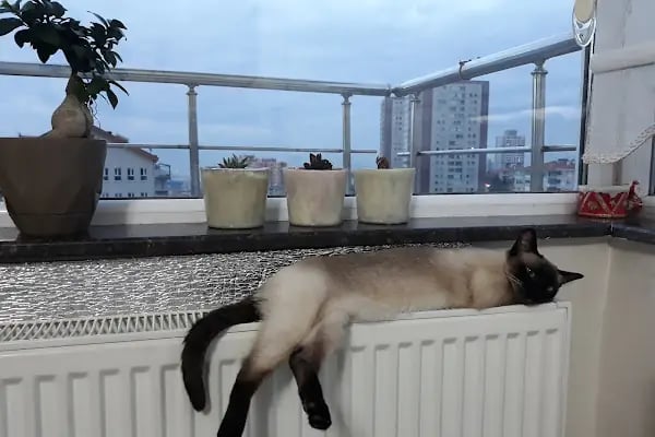 PET 312 VETERİNER POLİKLİNİĞİ 100.YIL - Resim 2