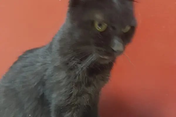PET 312 VETERİNER POLİKLİNİĞİ 100.YIL - Resim 16