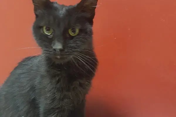 PET 312 VETERİNER POLİKLİNİĞİ 100.YIL - Resim 9