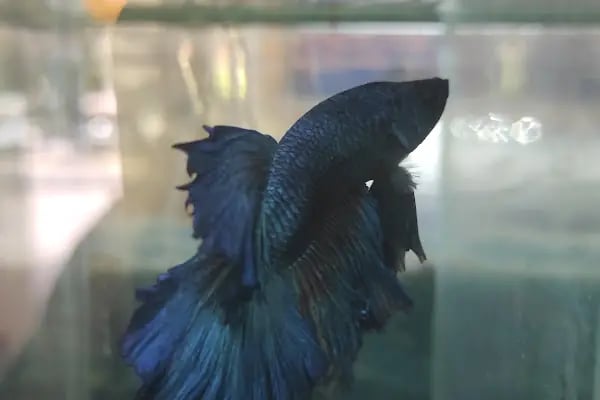 Arın petshop - Resim 3