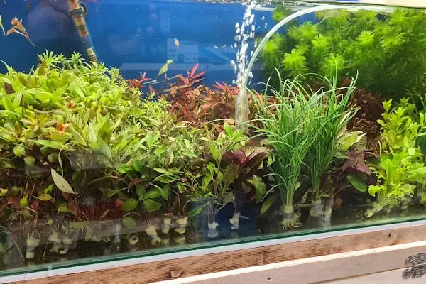 Arın petshop - Resim 5