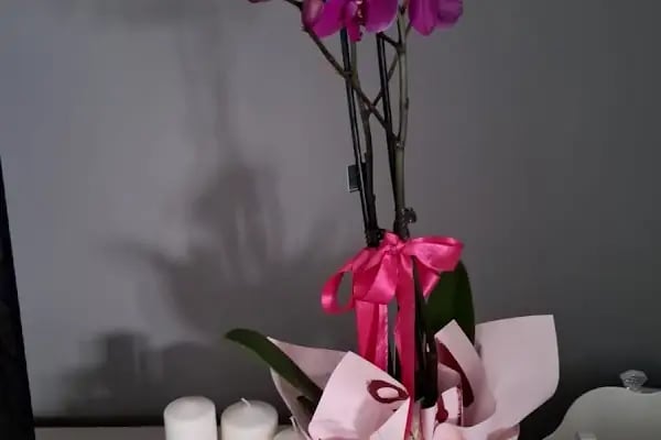 Alanya Çiçekçisi • ALANYA STAR ORGANİZASYON&amp;ÇİÇEK - Resim 14
