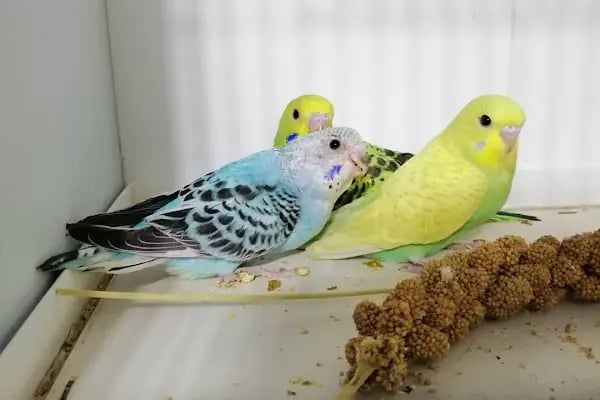 Turan Petshop - Resim 7