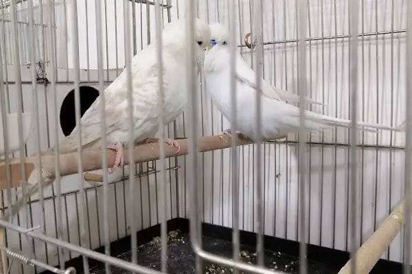 Turan Petshop - Resim 9