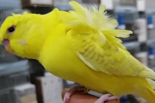 Turan Petshop - Resim 11