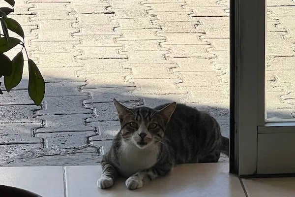 (CEYHAN) ÖZKAN VETERİNER KLİNİĞİ - Resim 12