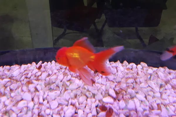 ALİAĞA Efe Petshop - Resim 3