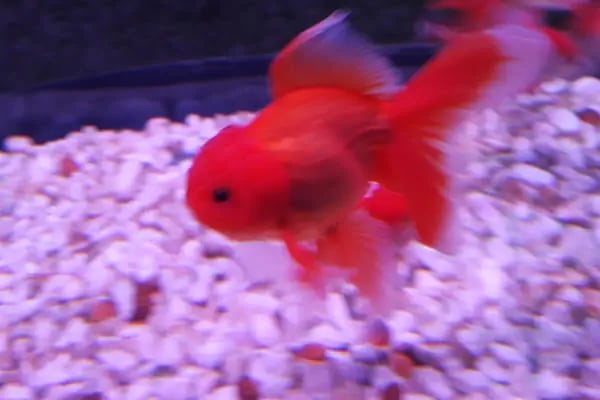 ALİAĞA Efe Petshop - Resim 1