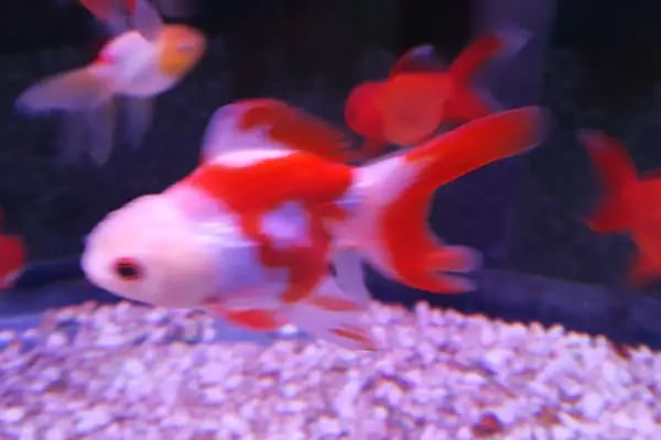 ALİAĞA Efe Petshop - Resim 2