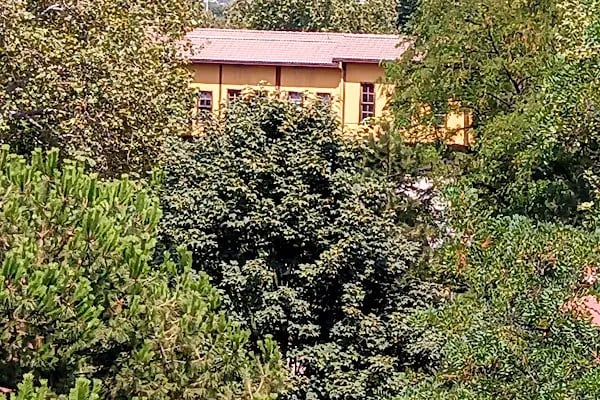 Yurtiçi Kargo Zeytin - Resim 3