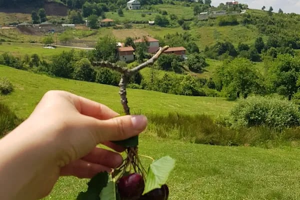 Yeşildoğa Piknik Ve Kamping Alanı - Resim 12