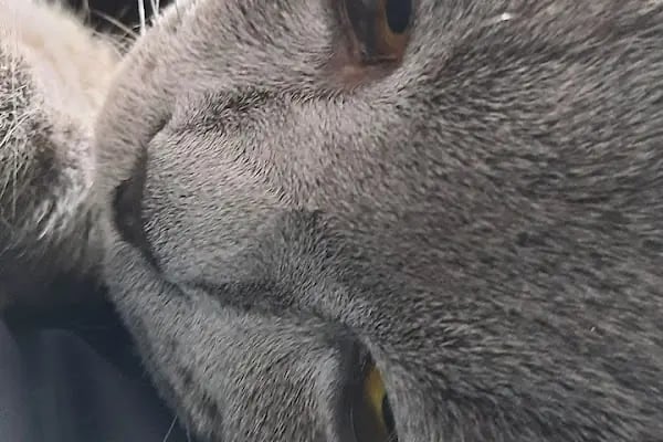 FamilyaVet Veteriner Kliniği - Resim 15