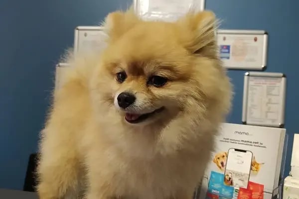 FamilyaVet Veteriner Kliniği - Resim 3