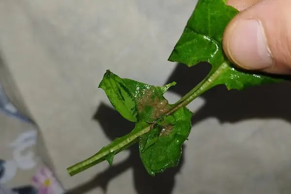 Adıyamanlı Çiğköfteci Hasan Usta - Resim 18