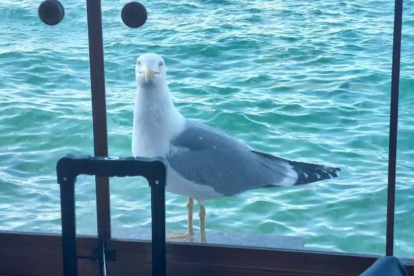 Lido Restaurant - Resim 17