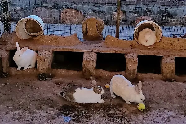 Sürgü Çamlıca Et Balık Restaurant - Resim 20