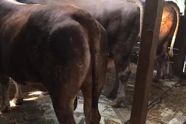 Medeni Bey Çiftliği - Kurbanlık Fiyatları Arnavutköy - Resim 13