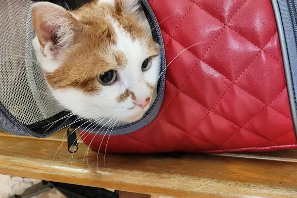 Küçükpark Doğa Veteriner Kliniği - Resim 10