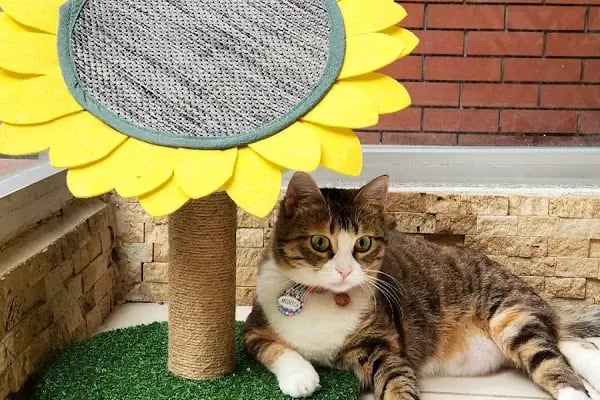 Küçükpark Doğa Veteriner Kliniği - Resim 11