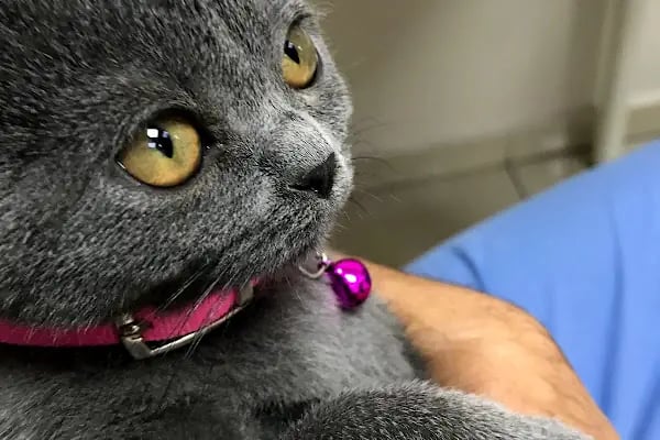 Küçükpark Doğa Veteriner Kliniği - Resim 12