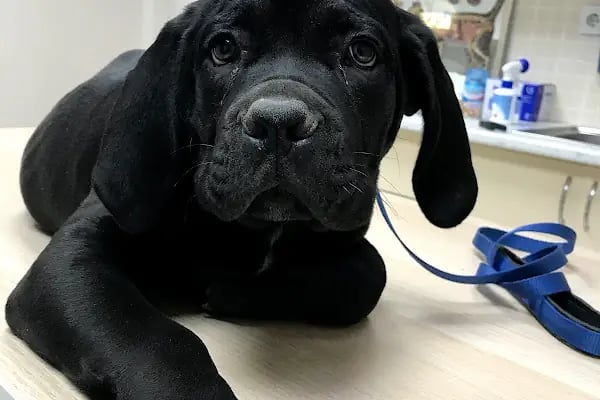 Küçükpark Doğa Veteriner Kliniği - Resim 20