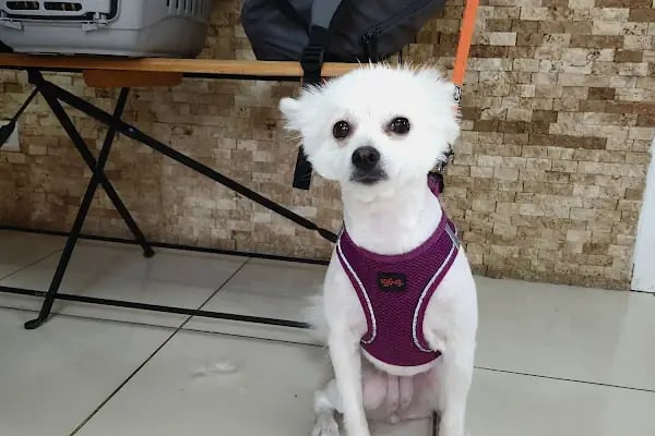 Küçükpark Doğa Veteriner Kliniği - Resim 18
