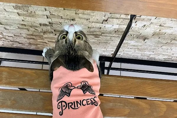 Küçükpark Doğa Veteriner Kliniği - Resim 19