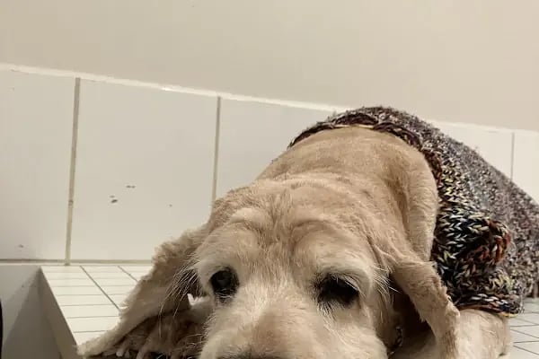 Küçükpark Doğa Veteriner Kliniği - Resim 7