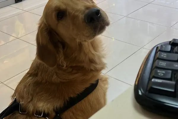 Küçükpark Doğa Veteriner Kliniği - Resim 4