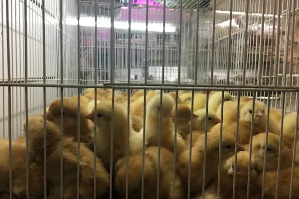 Akvaryum Ve Kuş EROVA ANKARA - Resim 4