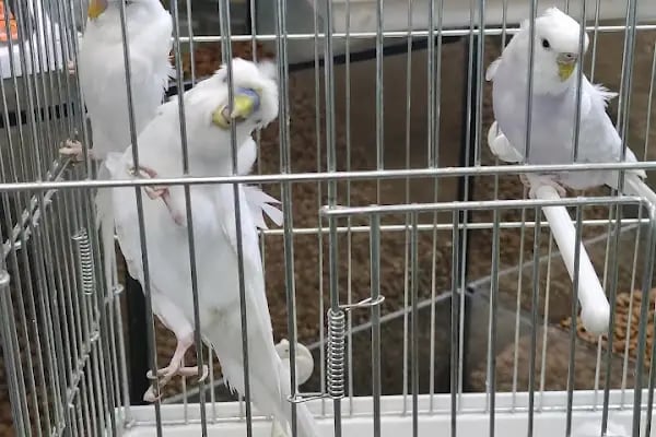 Akvaryum Ve Kuş EROVA ANKARA - Resim 2