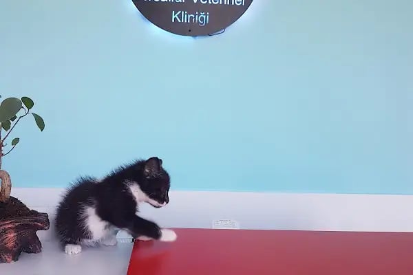 Avsallar Veteriner Kliniği / Kleintierpraxis / Pet Clinic - Resim 8