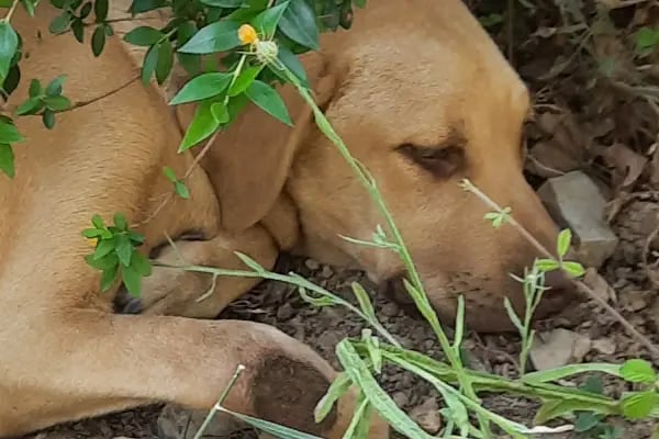 Avsallar Veteriner Kliniği / Kleintierpraxis / Pet Clinic - Resim 14