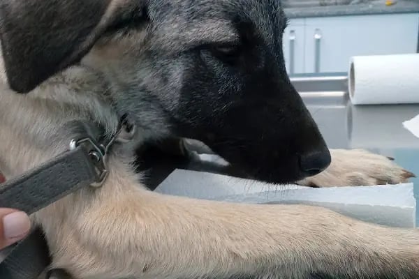 Avsallar Veteriner Kliniği / Kleintierpraxis / Pet Clinic - Resim 3