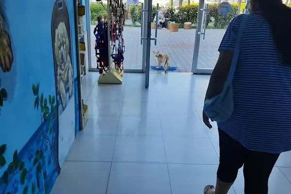 Avsallar Veteriner Kliniği / Kleintierpraxis / Pet Clinic - Resim 12