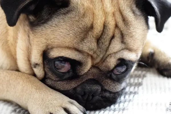 Avsallar Veteriner Kliniği / Kleintierpraxis / Pet Clinic - Resim 19