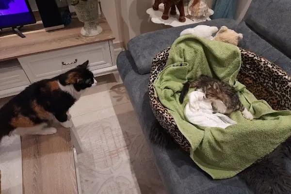 Avsallar Veteriner Kliniği / Kleintierpraxis / Pet Clinic - Resim 7