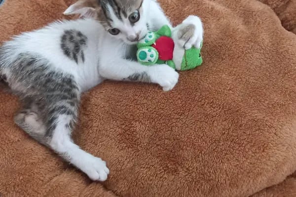 Avsallar Veteriner Kliniği / Kleintierpraxis / Pet Clinic - Resim 16
